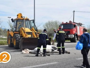 Τροχαίο στην Ε.Ο Ξάνθης-Κομοτηνής- Αυτοκίνητα συγκρούστηκαν με άλογο (φωτό, βίντεο)